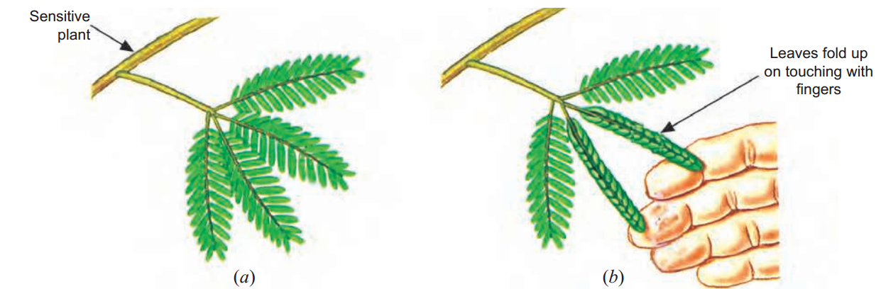 diagram to show the nastic movements in the leaves of sensitive plant