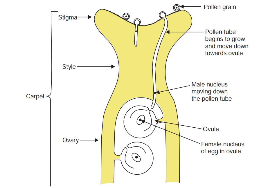 diagram to show the responce of a plant