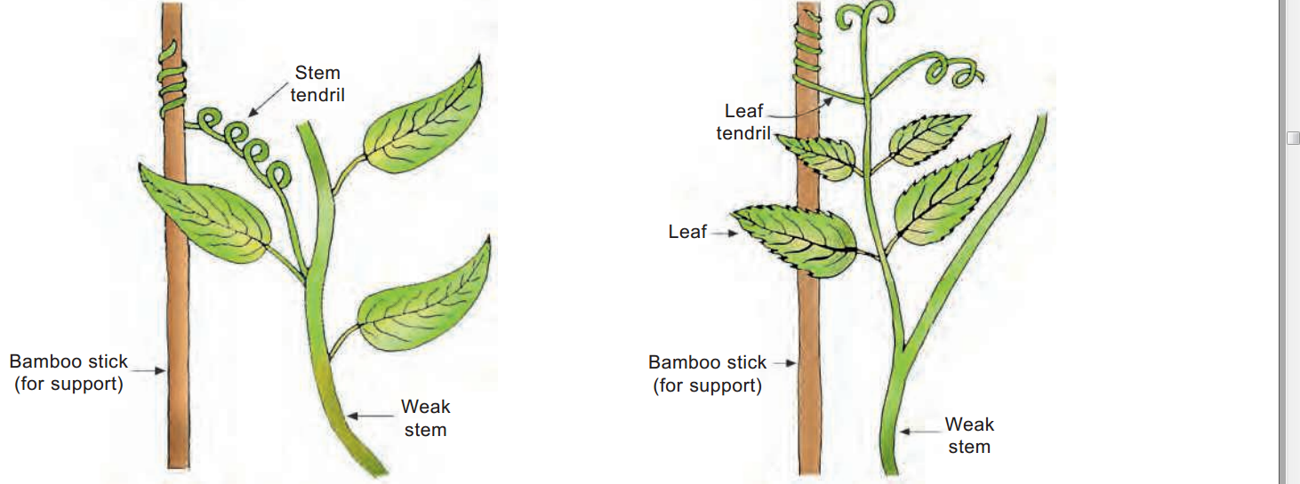 diagram to show the respone of a plant part tendril