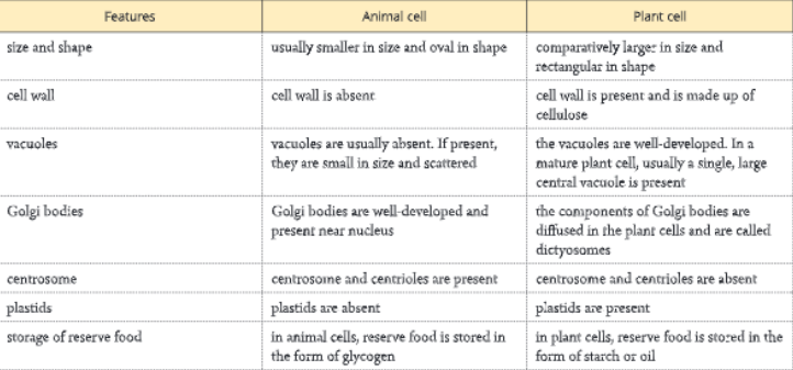 difference-between-animal-cell-plant-cell