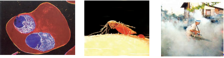 differrnt-types-of-pesticides