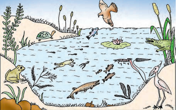 eco-system