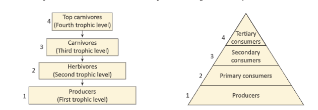 ecosystemVarioustrophic levelsinafoodchain 