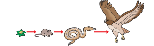ecosystemfoodchain