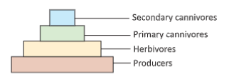 ecosystem pyramid of numbers