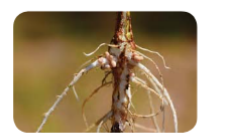 ecosystem- root- nodules