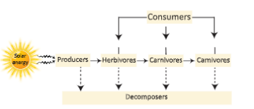 ecosystemFoodrelationsofvariouslivingorganisms