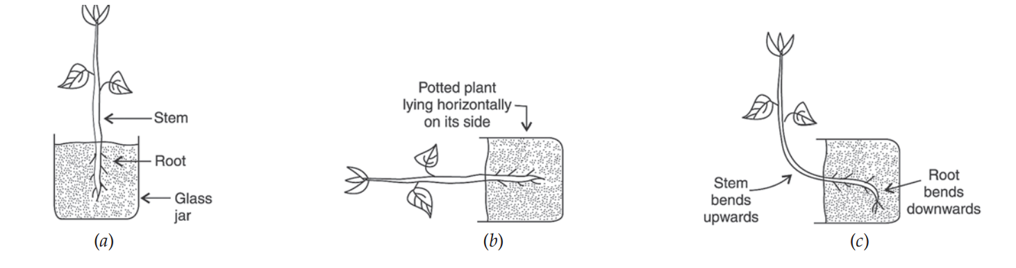 experiment to show the responce of a plant to gravity