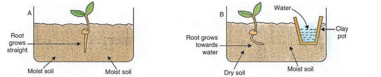 experiment to show the responce of plant to water