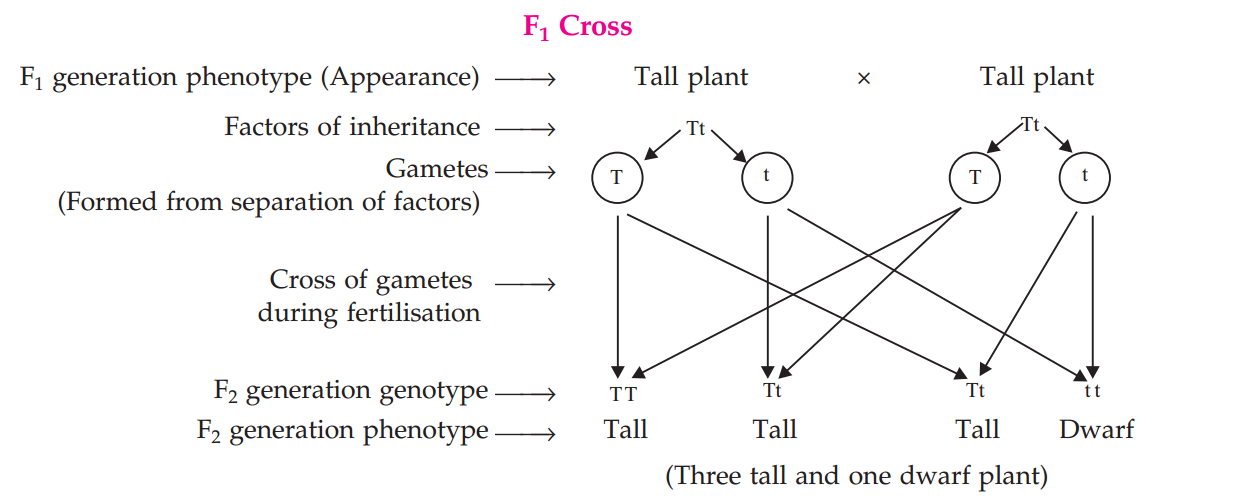 f1cross