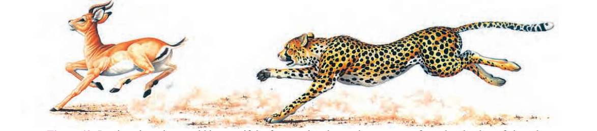 fast-running-deer-escape-from-tiger