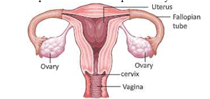 Reproduction in animals femal reproductive system