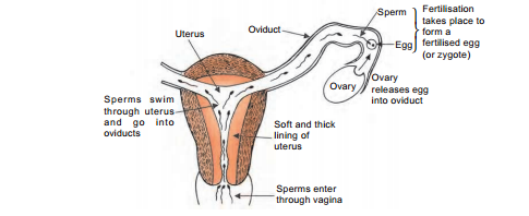 fertilasation