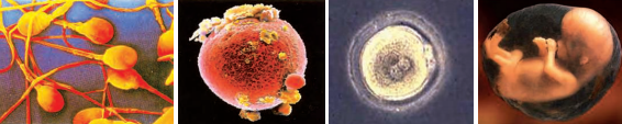 fertilisation