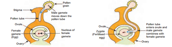 fertilization