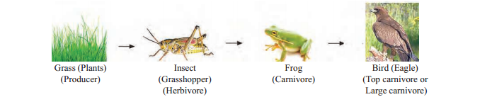 KSEEB Class 10 SSLC Biology Chapter 5 Our Environment Notes – Learn KSEEB