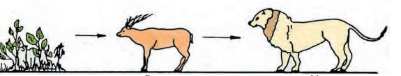 food-chain