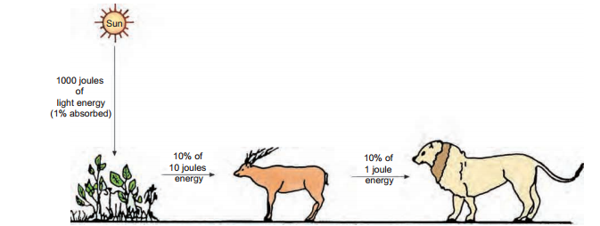 food-chain77