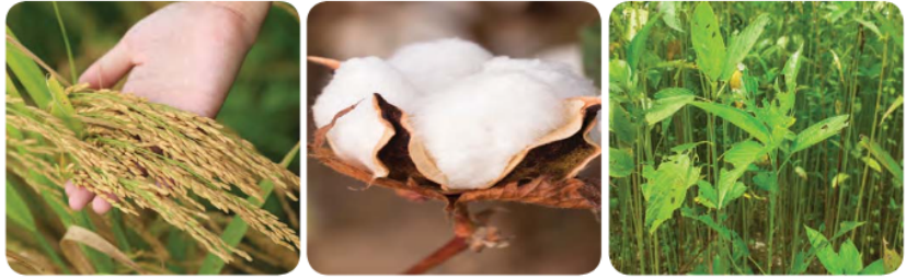 food-production-some-examples-of-karif-crop