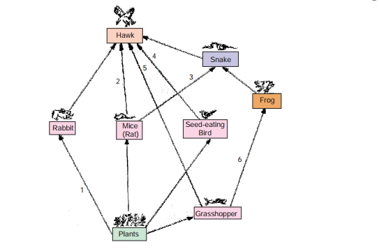 food-web