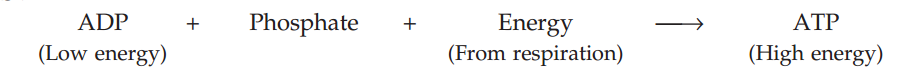 formula