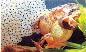 frog-lay-eggs