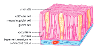  tissueglandularepithelium