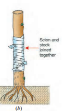 grafting-1