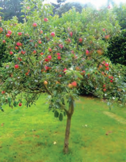 grafting-2