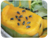 health-and-hygiene-first-aid-Contamination-through-flies