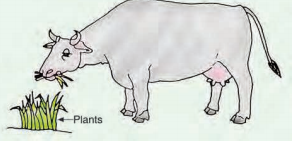 herbivores