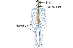 human nervous system