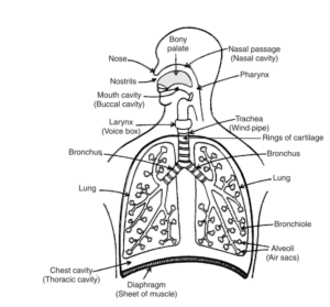 KSEEB Class 10 SSLC Biology Chapter 1 Life Processes Notes – Learn KSEEB