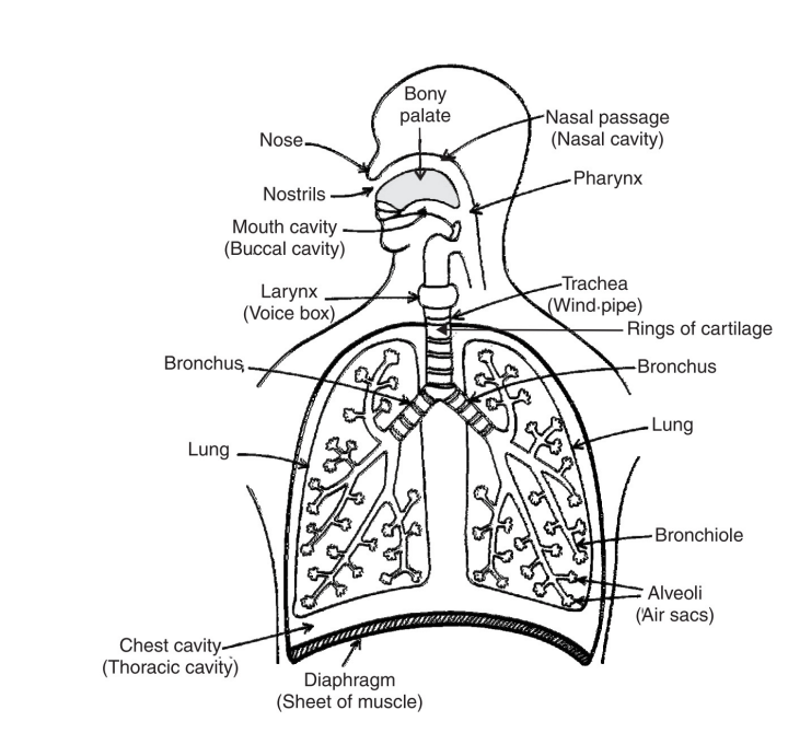 human-respiration-system