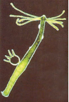 hydra