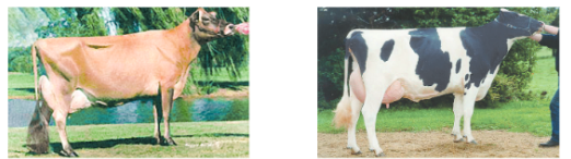 improvementinfoodrsourcesDifferentexcticbreedsofcows