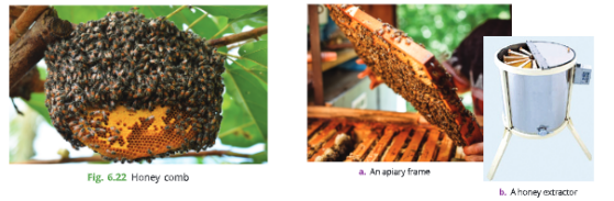 improvementinfoodresourcesHoneycombBee-keepingpractice