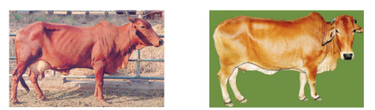 improvementinfoodresourcesIndigenousmichbreedsofcattle