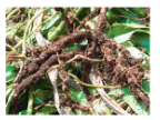 improvementinfoodresourcesRootnodulesofleguminousplantcontainingnitrogenfixingbacteria