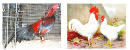 improvementinfoodresourcesSomebreedsofpoultrybirds