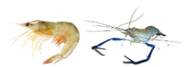 improvementinfoodresourcesSomeexamplesoffreshwaterandmarineprawns