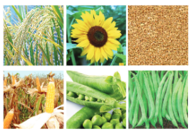 improvementinfoodresourcesdifferenttypesofcropesfoundinindia