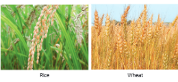 improvementinfoodresourcesriceandwheatarecereals