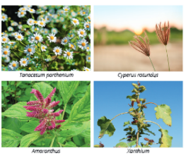 improvementinfoodresourcessomecommonweeds