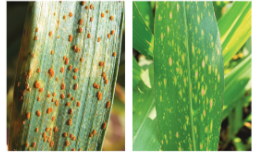 improvementinfoodresourcessomecropdiseases