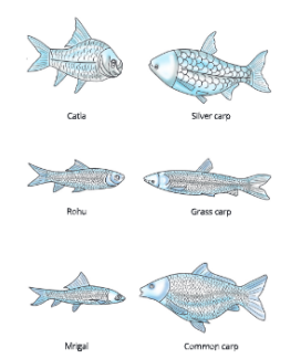 improvementinfoodresourcessomefish