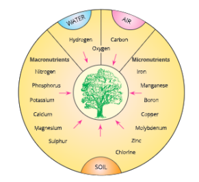 improvementinfoodresourcessourcesofessentialplantsnutriunts