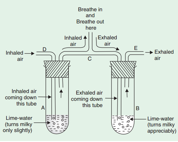 inhealed-exhealed-air-carbondi-oxide