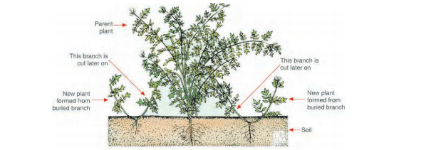 jasmine-plant