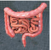 life- process-The narrow tube in this picture is the small intestine whereas the widertube is the large intestine. figure -34